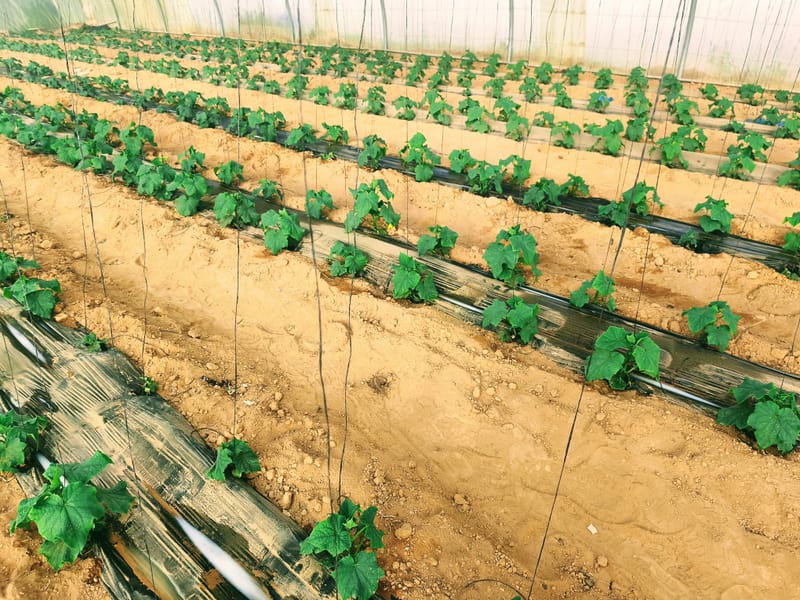 الأمن الغذائي