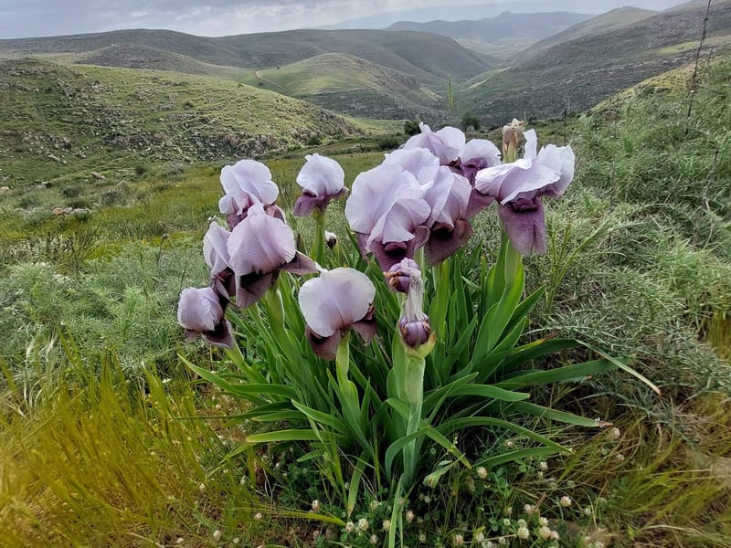 מורדות מזרחים של השומרון - פריחת אירוס השומרון