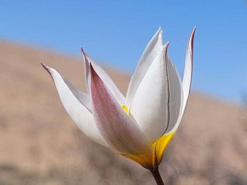 הר הנגב הגבוה - פריחות