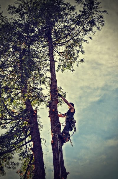 Why Certified Tree Trimming Professionals Choose Eco-Friendly Tree Pruning Services