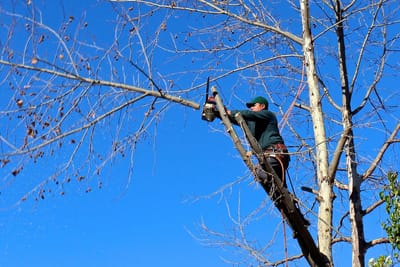 The Importance of Tree Removal and How to Prune Tree Limbs for Better Health