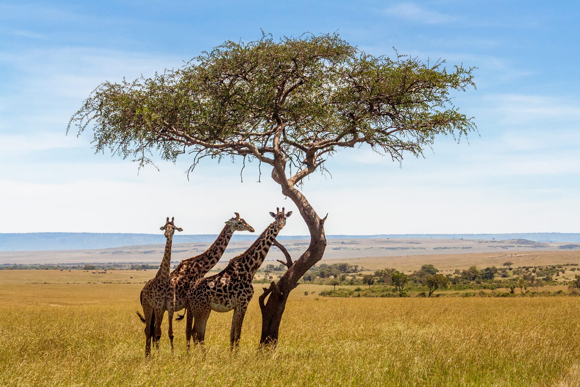 Why is Maasai Mara Unique ?  