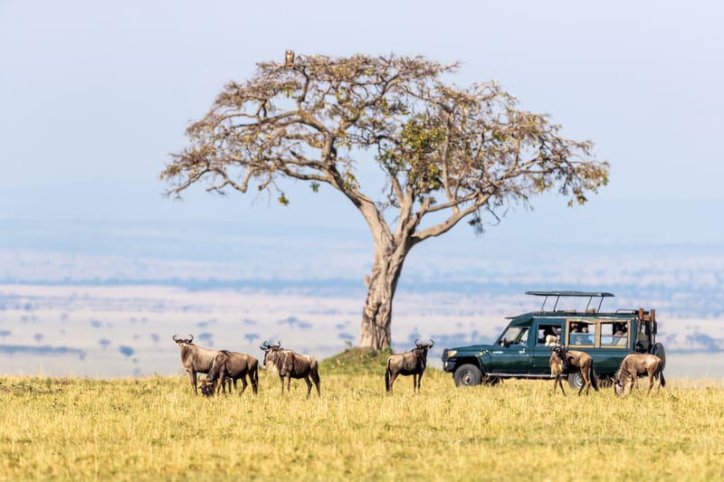 Maasai Mara Safaris