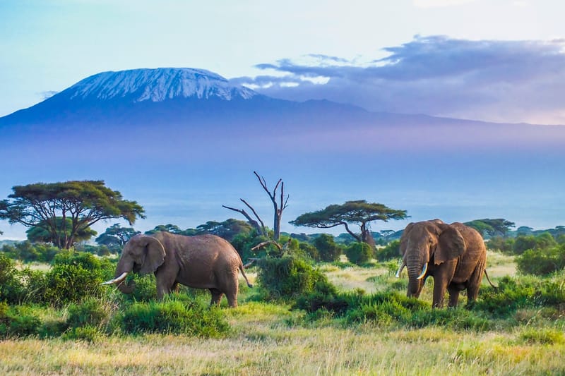 Amboseli Safaris