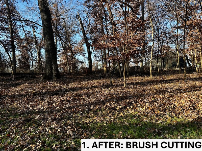 Restoring a Natural Woodland Overtaken by Invasive Weeds