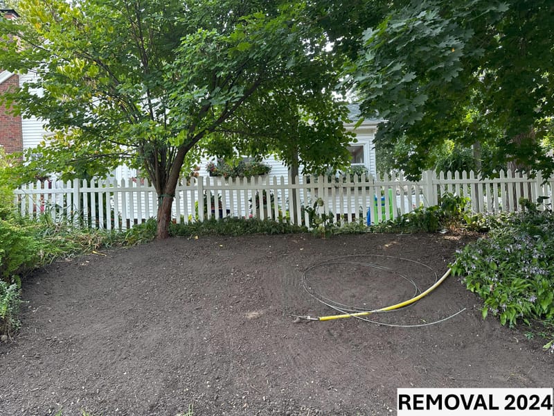 Hillside Transformation: From Overgrown Ditch Lilies to a Shade-Friendly Retreat