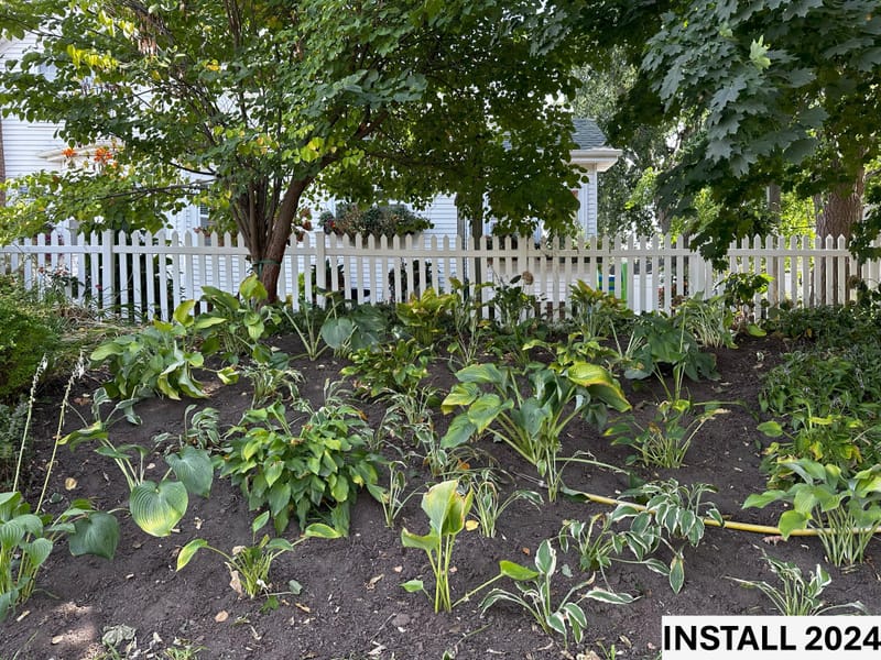 Hillside Transformation: From Overgrown Ditch Lilies to a Shade-Friendly Retreat