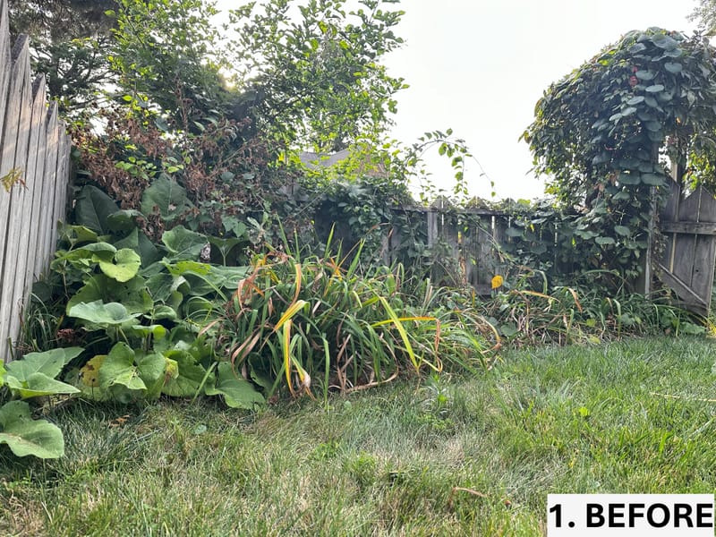 Intensive Backyard Cleanup: Tackling Invasive Vines