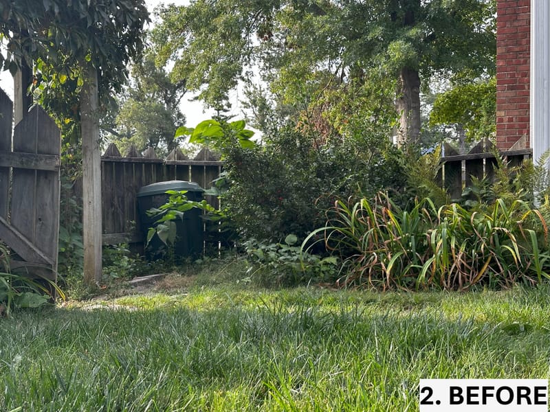 Intensive Backyard Cleanup: Tackling Invasive Vines