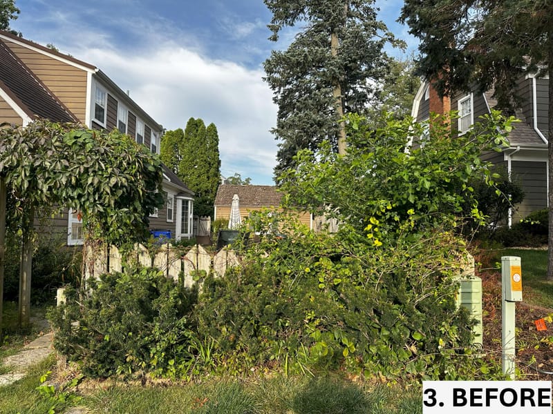 Intensive Backyard Cleanup: Tackling Invasive Vines