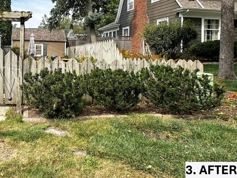 Intensive Backyard Cleanup: Tackling Invasive Vines