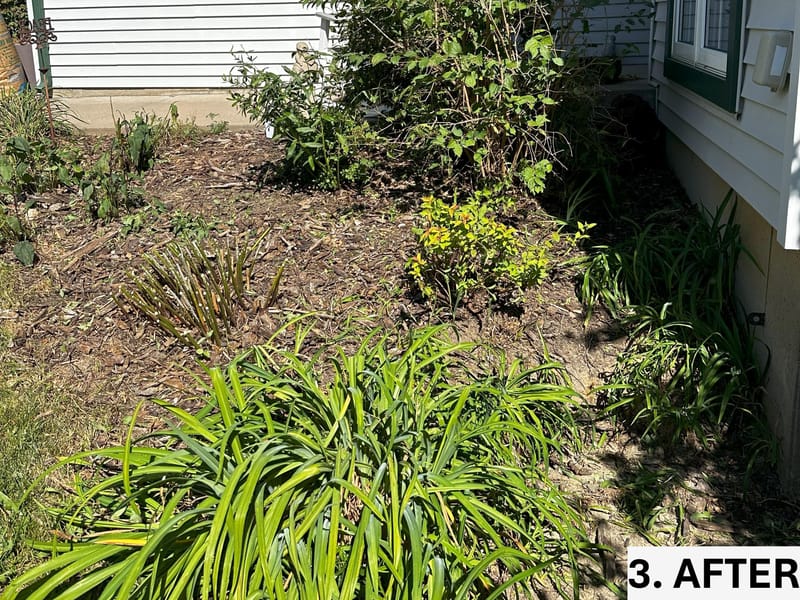 Revitalizing Overgrown Beds with Rejuvenation, Edging, and Thistle Management