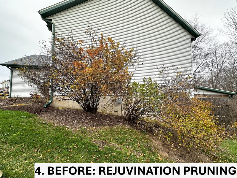 Revitalizing Overgrown Beds with Rejuvenation, Edging, and Thistle Management