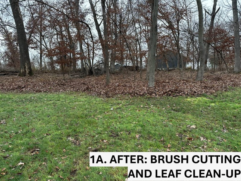Restoring a Natural Woodland Overtaken by Invasive Weeds