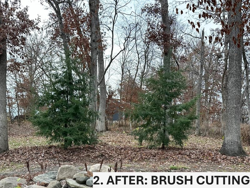 Restoring a Natural Woodland Overtaken by Invasive Weeds