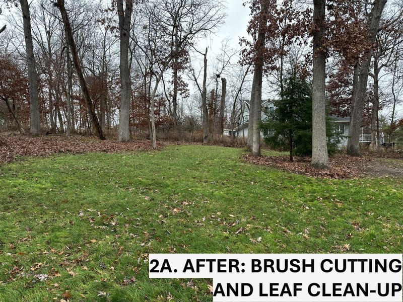 Restoring a Natural Woodland Overtaken by Invasive Weeds