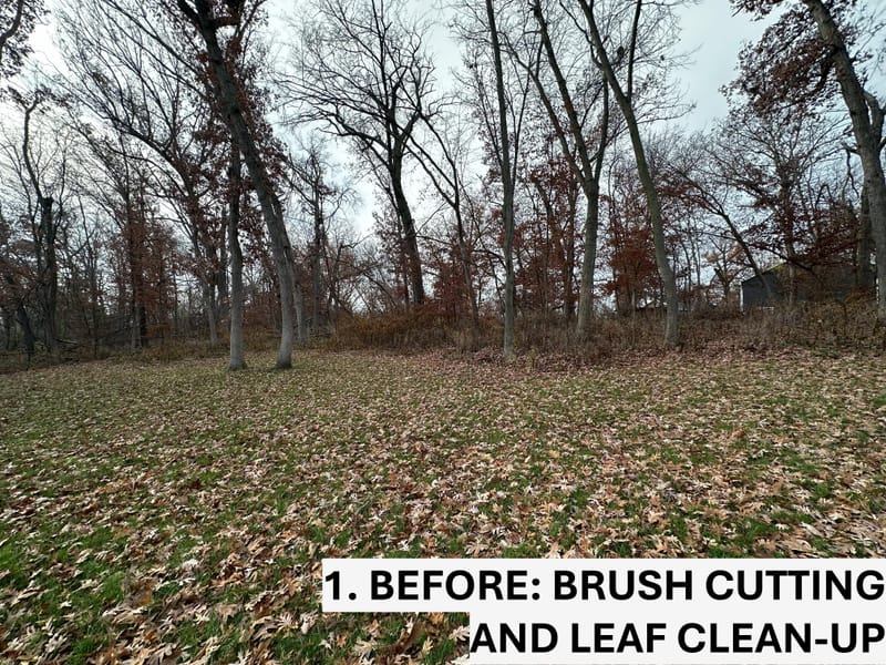 Restoring a Natural Woodland Overtaken by Invasive Weeds