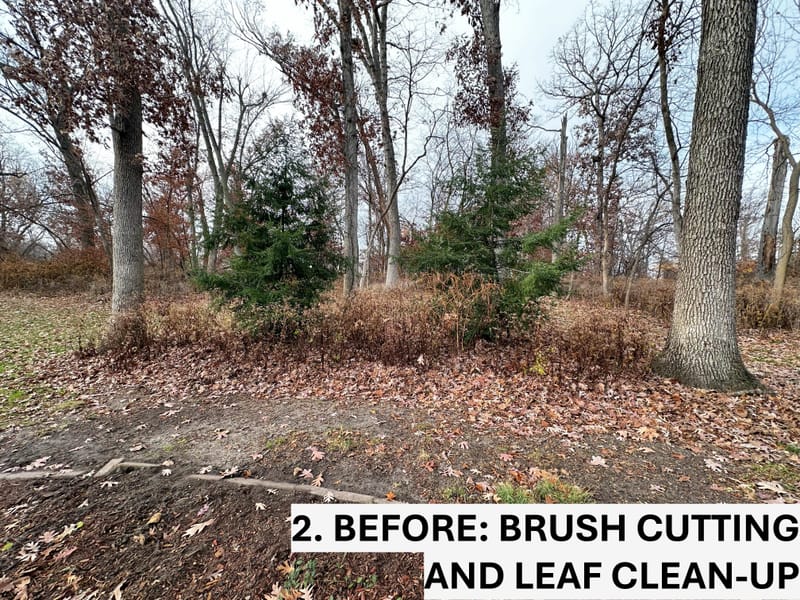 Restoring a Natural Woodland Overtaken by Invasive Weeds