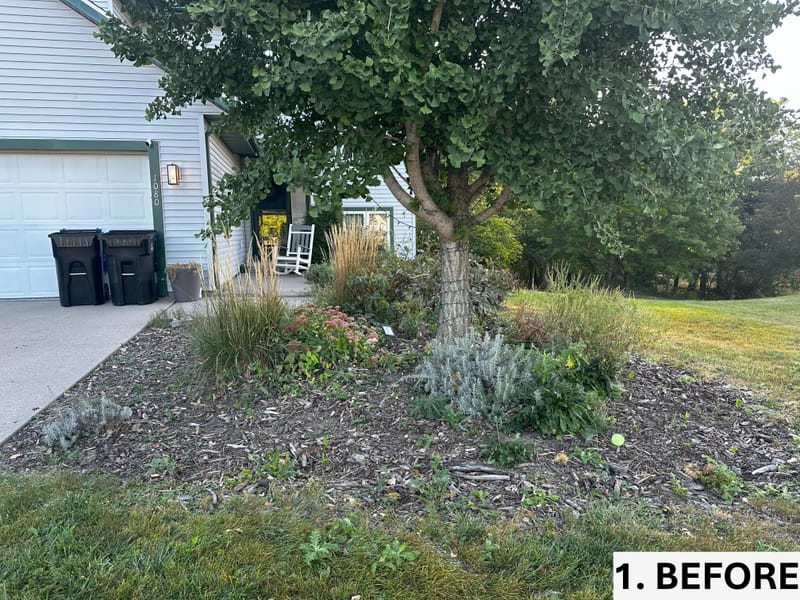 Revitalizing Overgrown Beds with Rejuvenation, Edging, and Thistle Management