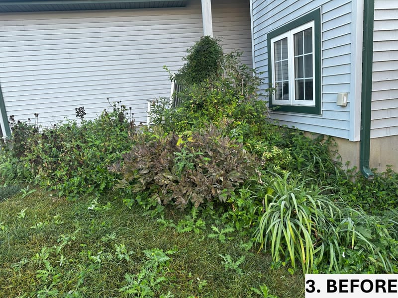 Revitalizing Overgrown Beds with Rejuvenation, Edging, and Thistle Management