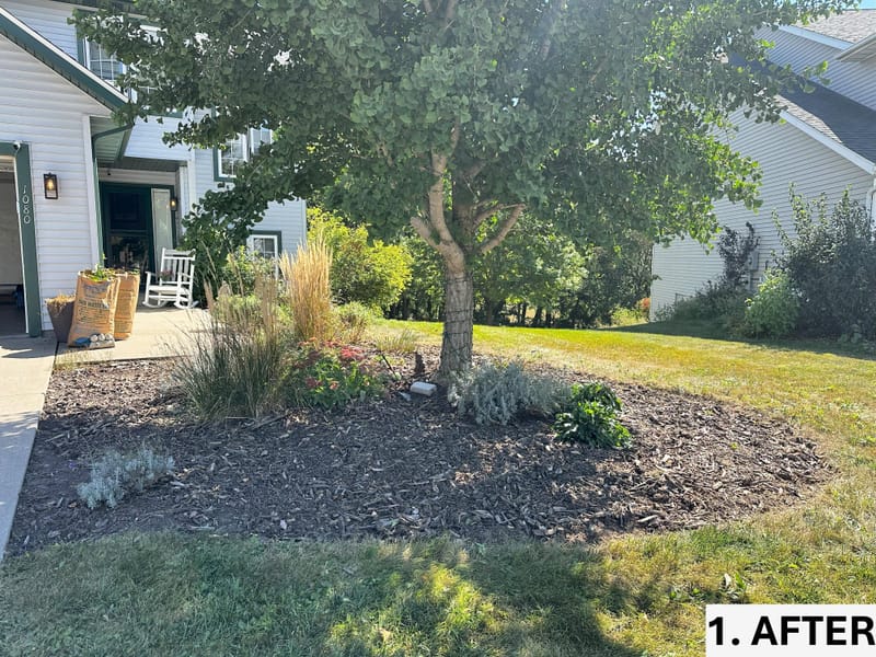 Revitalizing Overgrown Beds with Rejuvenation, Edging, and Thistle Management