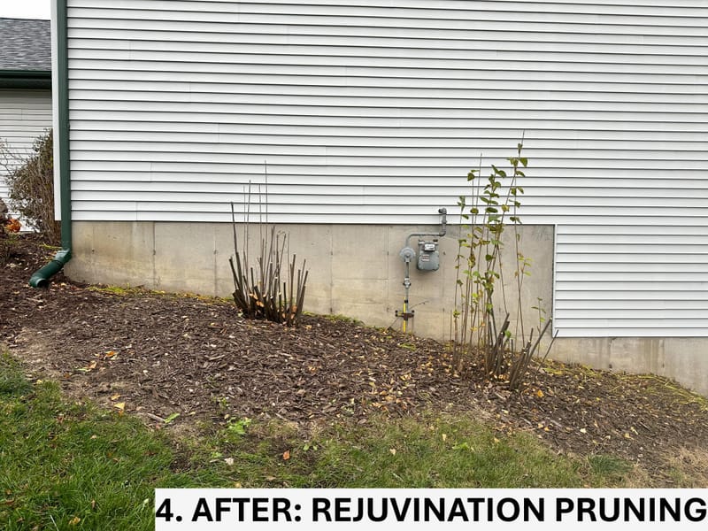 Revitalizing Overgrown Beds with Rejuvenation, Edging, and Thistle Management