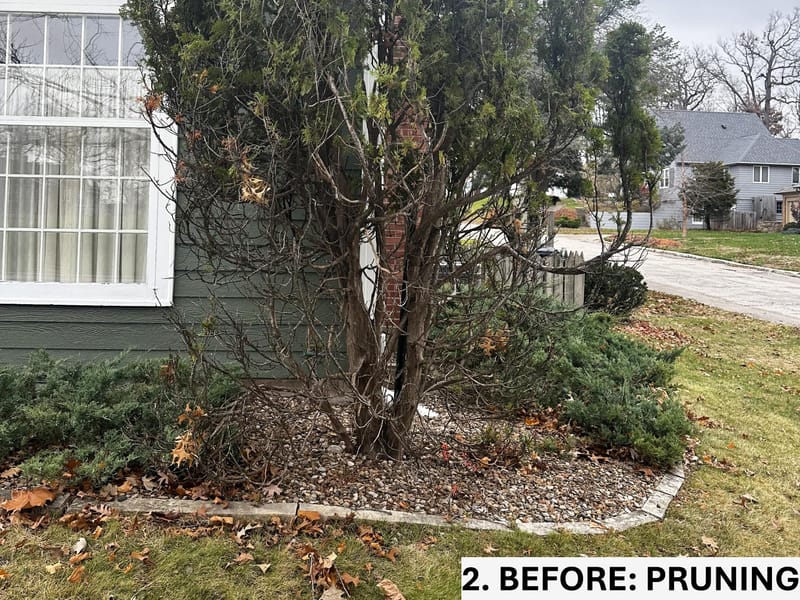 Limbing Up Arborvitae for Health and Growth