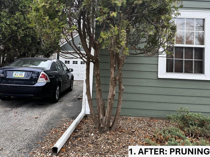 Limbing Up Arborvitae for Health and Growth