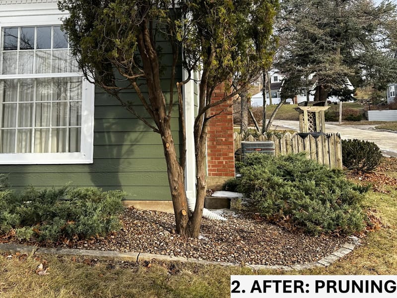 Limbing Up Arborvitae for Health and Growth