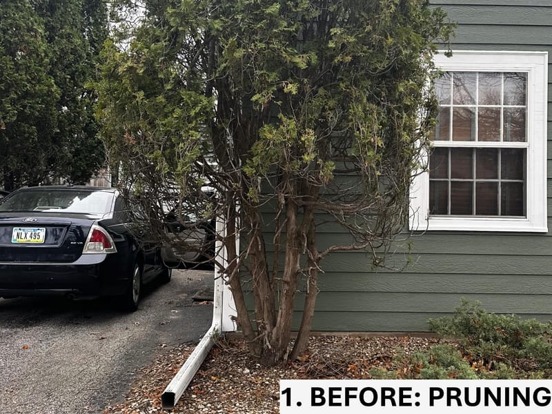 Limbing Up Arborvitae for Health and Growth