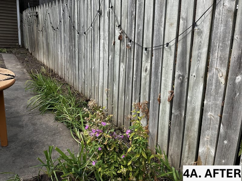 Intensive Backyard Cleanup: Tackling Invasive Vines