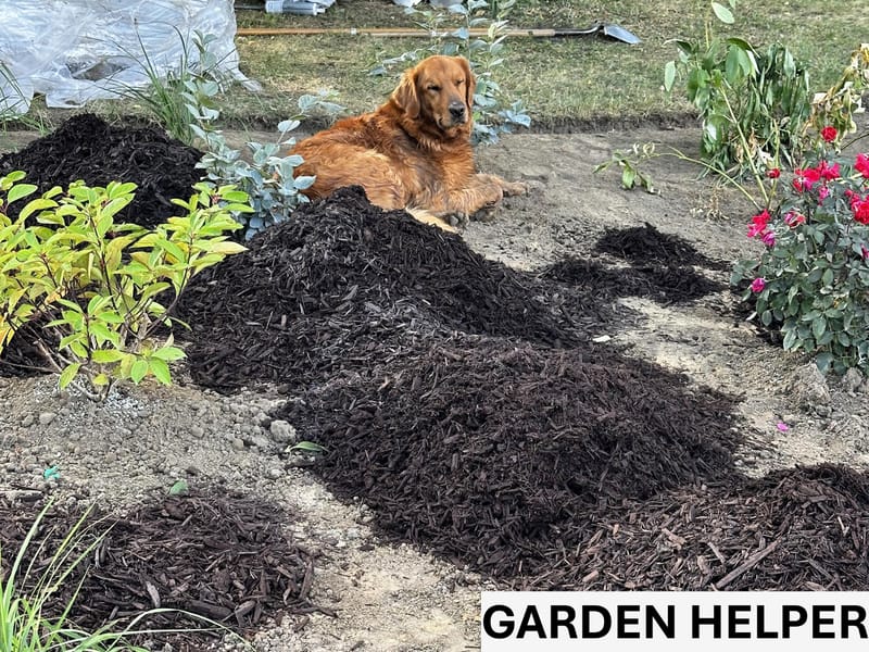 The Garden by the Pond: A Haven of Serenity and Splendor