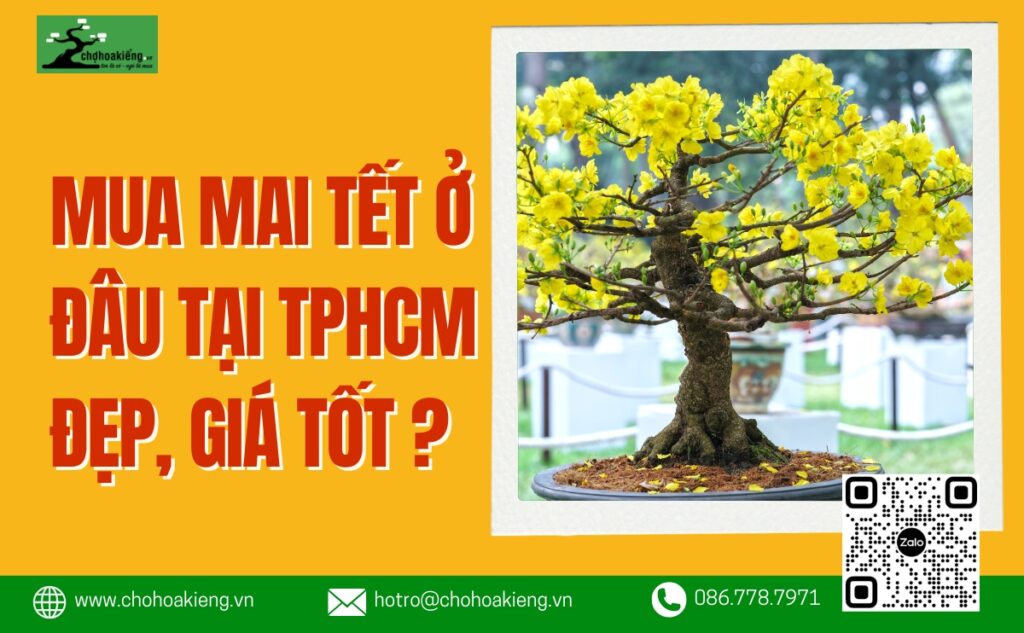 Mua Mai Tết Ở Đâu Tại TPHCM Đẹp, Đủ Kích Cỡ, Đủ Kiểu Dáng, Giá Tốt?