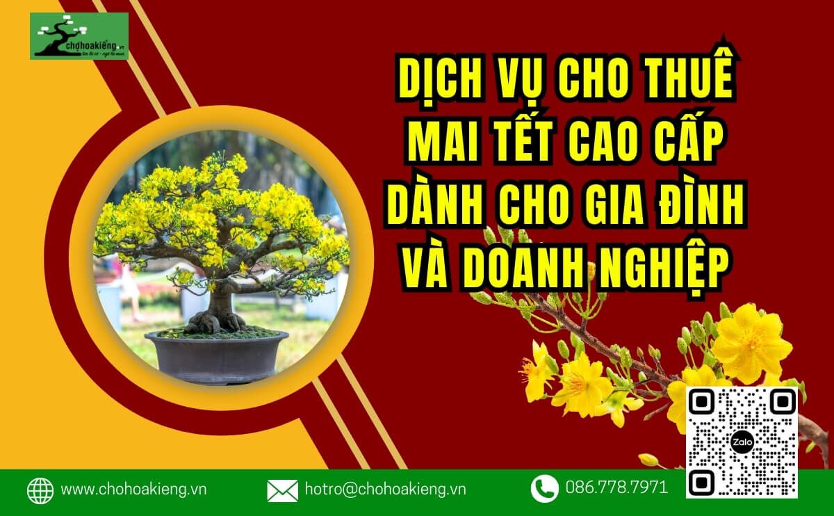 Dịch Vụ Cho Thuê Mai Tết Cao Cấp Dành Cho Gia Đình Và Doanh Nghiệp Tại TP.HCM