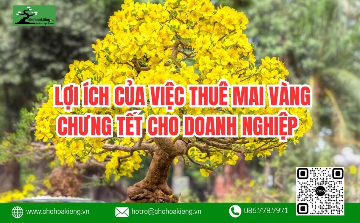 Top 10+ Lợi Ích Của Việc Thuê Mai Vàng Chưng Tết Cho Doanh Nghiệp Tại TP.HCM