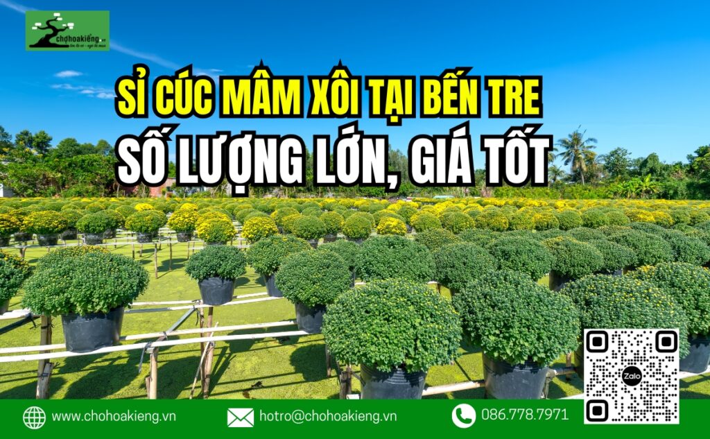 Nơi Cung Cấp Sỉ Cúc Mâm Xôi Bến Tre Số Lượng Lớn Giá Tốt, Chất Lượng, Miễn Ship
