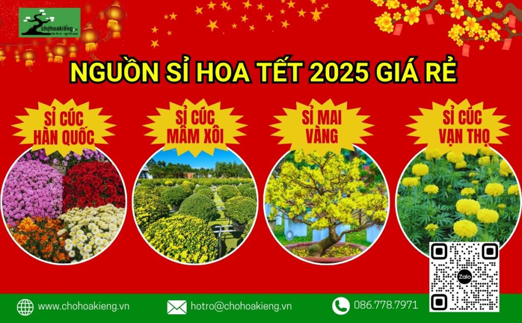 Nguồn Sỉ Cúc Mâm Xôi, Sỉ Mai Vàng, Sỉ Cúc Vạn Thọ Tết Giá Siêu Rẻ, Mua Càng Nhiều Giá Càng Tốt, Giao Hàng Toàn Quốc