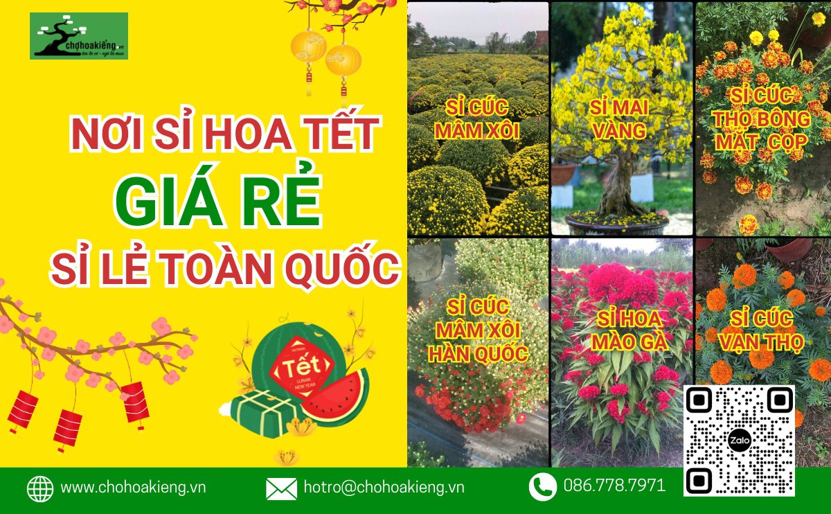 Nguồn Cung Cấp Sỉ Hoa Tết Giá Rẻ Bán Tết 2025, Sỉ Lẻ Toàn Quốc