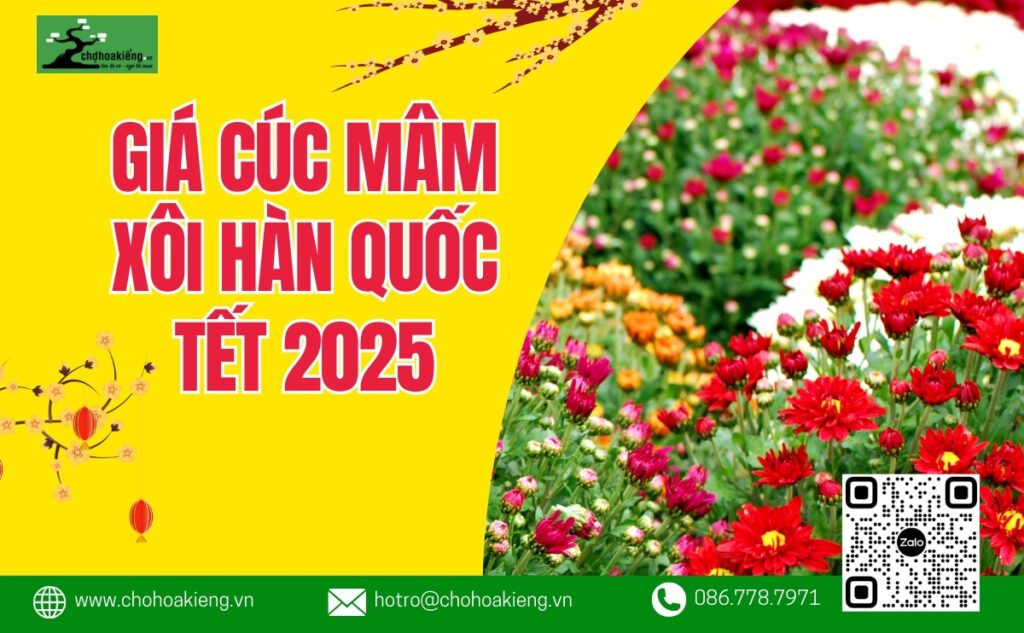 Cúc Mâm Xôi Hàn Quốc Bao Nhiêu Tiền? Giá Cúc Mâm Xôi Hàn Quốc Tết 2025