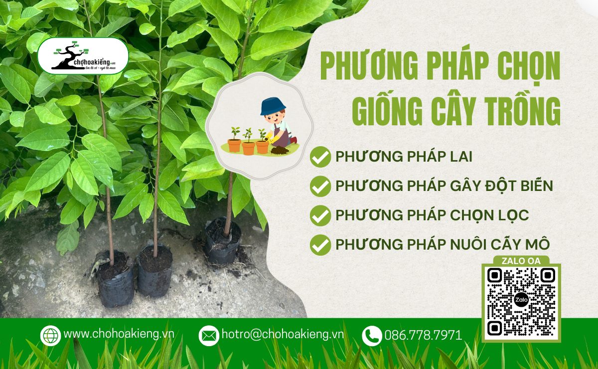 Đâu Là Cách Chọn Giống Cây Trồng Giúp Tăng Năng Suất Gấp Đôi?