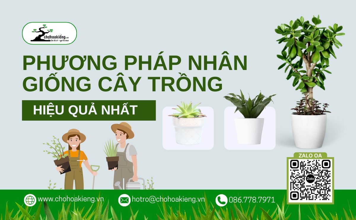 Nhân Giống Cây Trồng: Chọn Phương Pháp Nào Để Hiệu Quả Nhất?