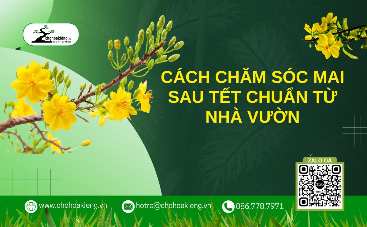 Cách Chăm Sóc Cây Mai Sau Tết Chuẩn Từ Nhà Vườn Để Đảm Bảo Hoa Nở Đẹp Sang Năm Sau