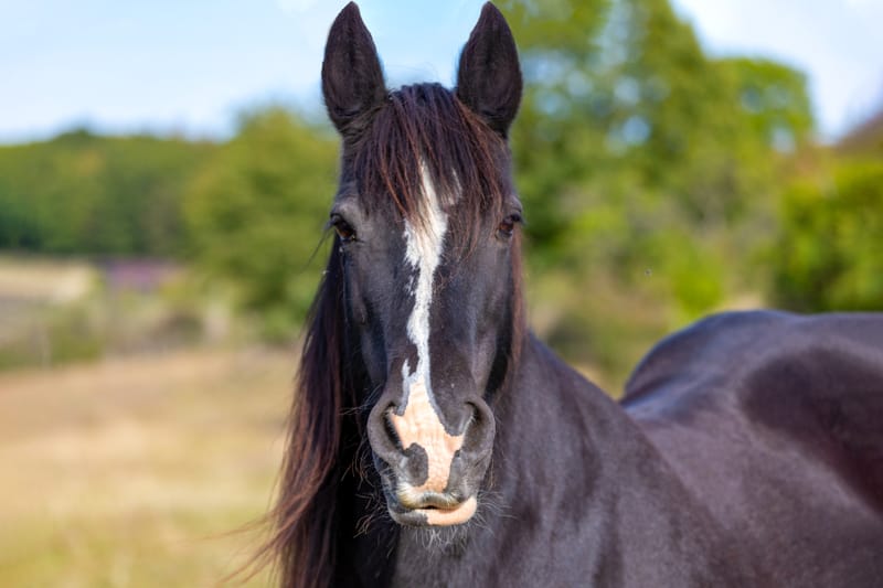 Partial Care Boarding