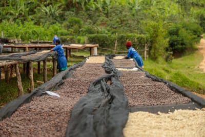 How Gisa's Coffee Retains the Rich Aromatic Rwandan Coffee Experience in Every Cup