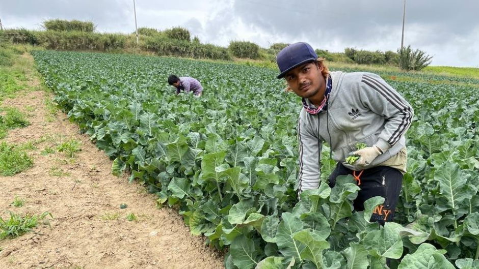 Work in Agriculture Field