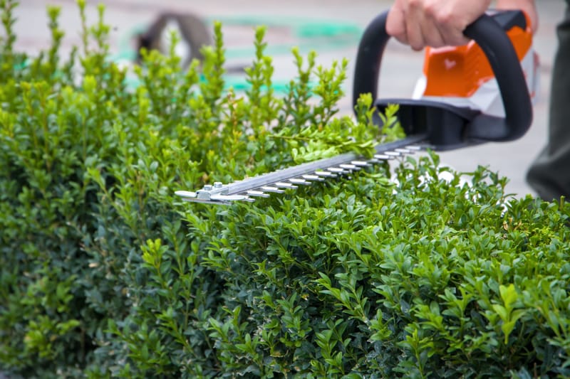 hedge cutting