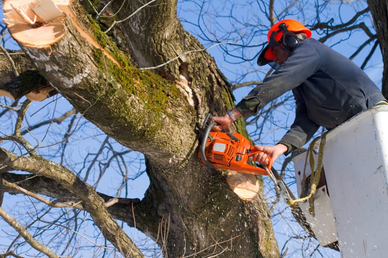 Tree Care &amp; Small Tree Works