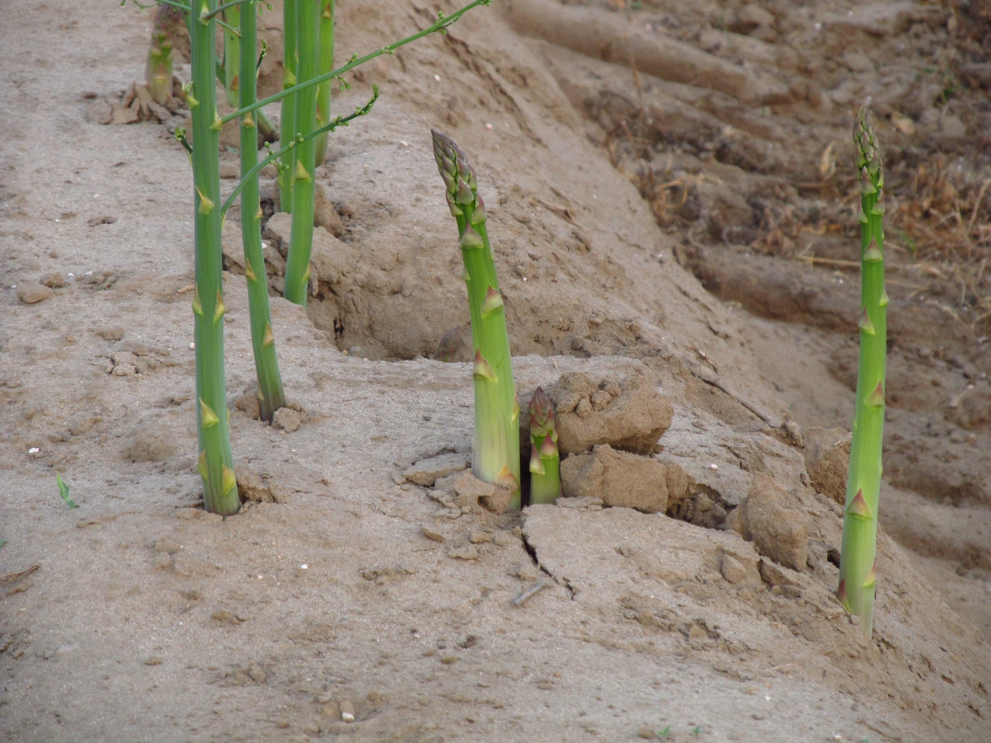 Asperges Beesel