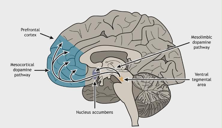 Cum „hack-uiește” nicotina creierul.