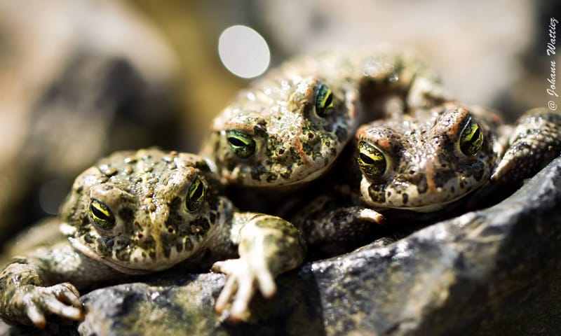 Protection des Habitats